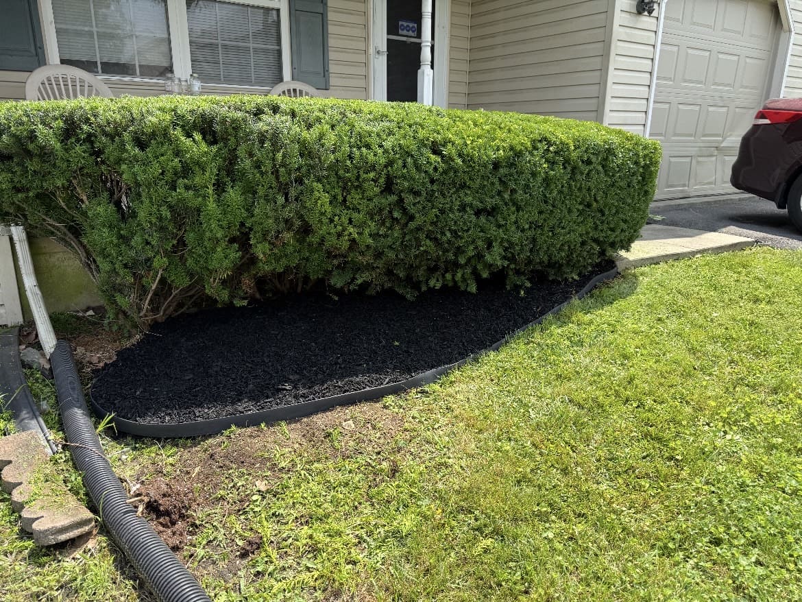 Trimmed hedge beside a dark mulched bed and front lawn