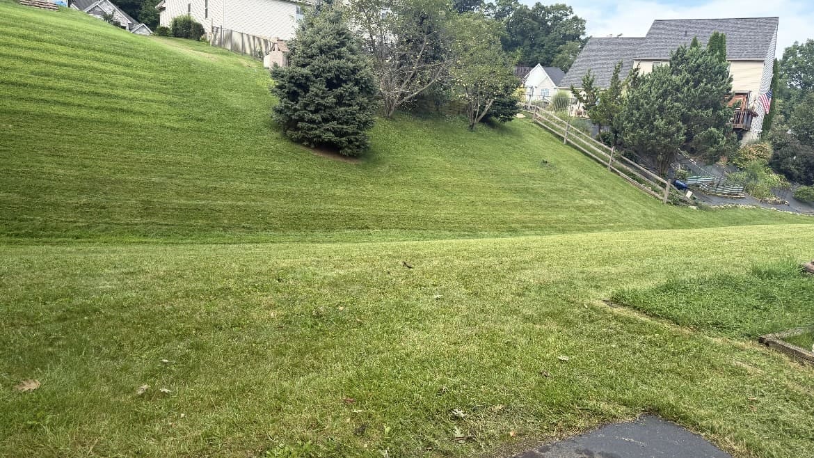 Mowing lines across a sloping lawn with trees