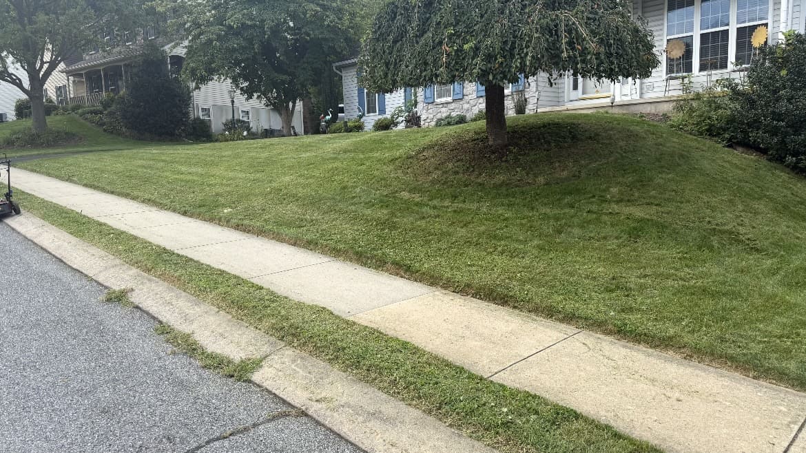 Grass slope and tree beside a sidewalk