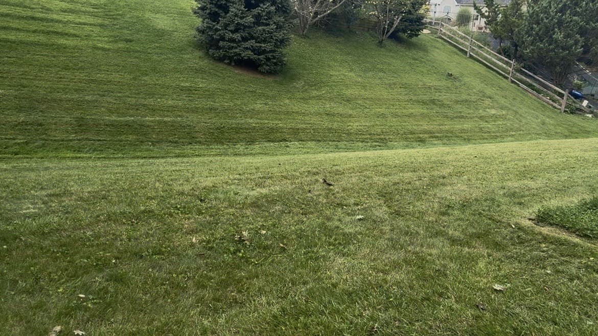 Mowed slope around an evergreen tree