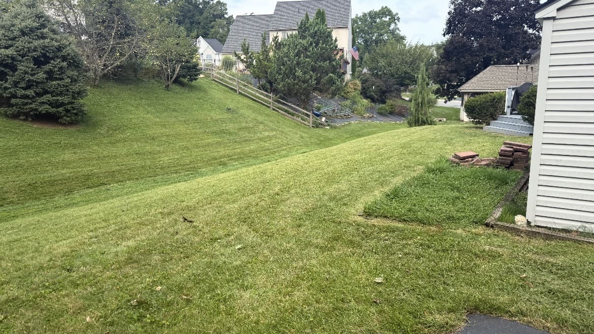 Grass slope between an evergreen tree and house
